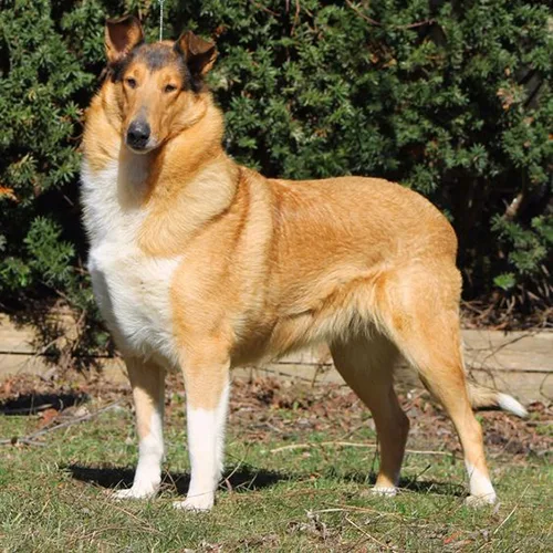 Smooth Collie màu vàng sable khỏe mạnh và đứng vững vàng.