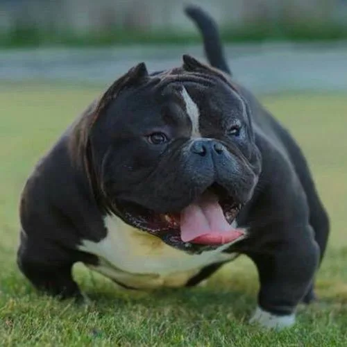 Chó American Bully với tính cách hiền lành và thân thiện.