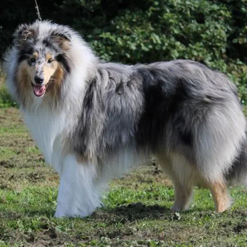 Rough Collie với bộ lông xanh merle dày, vóc dáng cân đối và uyển chuyển.