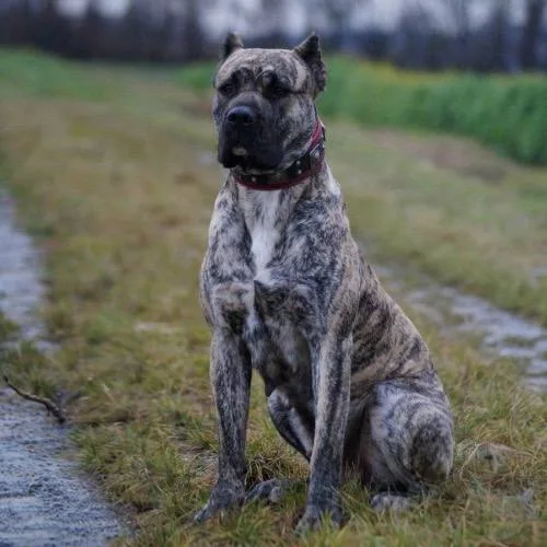 Đặc điểm ngoại hình chó Presa Canario