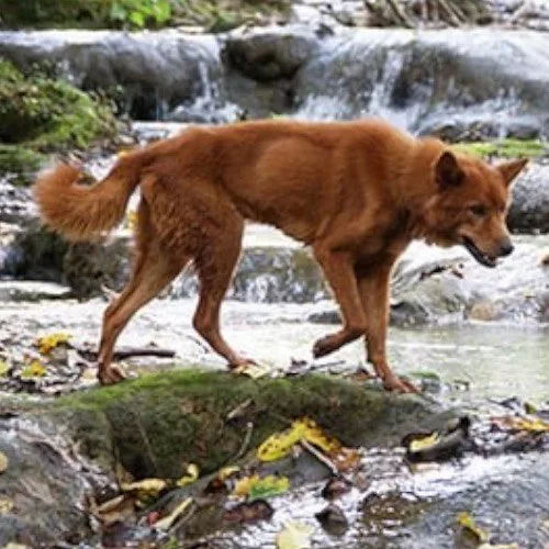  Chó Dingo Đông Dương màu nâu, di chuyển qua suối với vẻ hoang dã và linh hoạt.