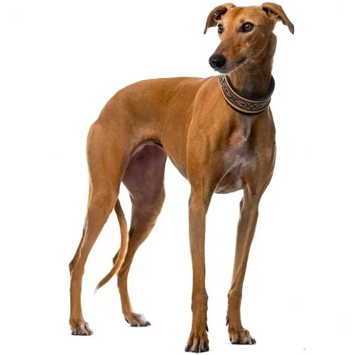 Chú chó Greyhound lông nâu đứng nghiêng.