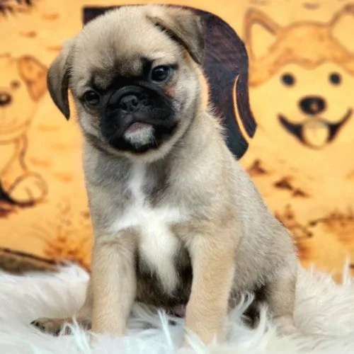 Chó Pug con nguồn gốc không rõ ràng tại chợ.