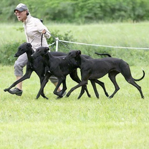 Huấn luyện đàn Greyhound đen trên bãi cỏ rộng.