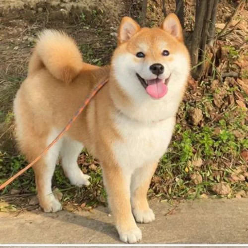 Tiêu chuẩn đuôi chó Shiba