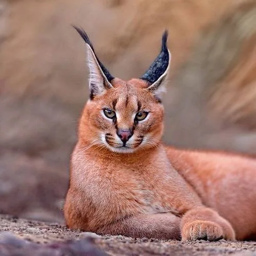 Mèo Caracal sống được bao lâu?