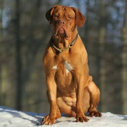 Dogue de Bordeaux ngồi trong tuyết