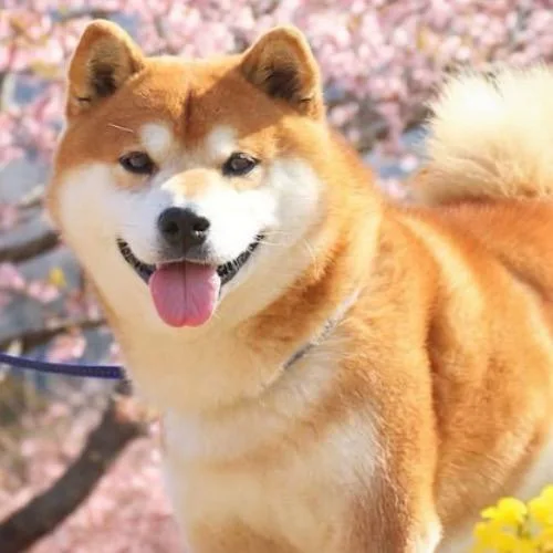 Tiêu chuẩn chó Shiba theo Nippo