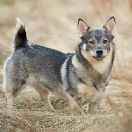 Mối liên hệ giữa Vallhund và Corgi.