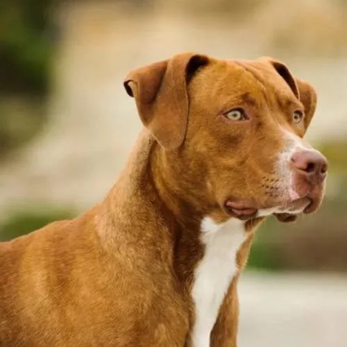 Ngoại hình giống chó American Pit Bull Terrier