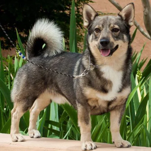 Tính cách chó Vallhund