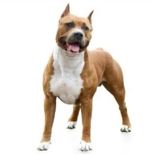 Mối quan hệ với trẻ em, vật nuôi của American Staffordshire Terrier