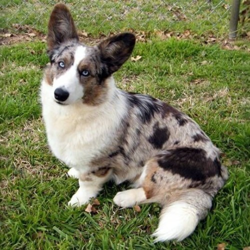 Chó Cardigan Corgi Blue Merle ngồi trên cỏ với bộ lông đốm đặc trưng.