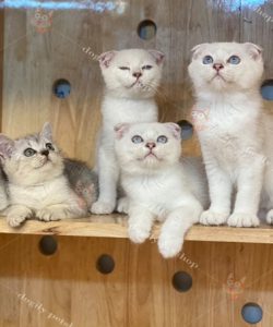Đàn 5 bé mèo Scottish Fold tai cụp màu silver 2 tháng tuổi