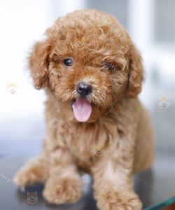 Chó Poodle nâu đỏ nhạt 2 tháng tuổi