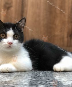 Mèo tuxedo đen trắng mặt cu, mũi hồng 2 tháng tuổi