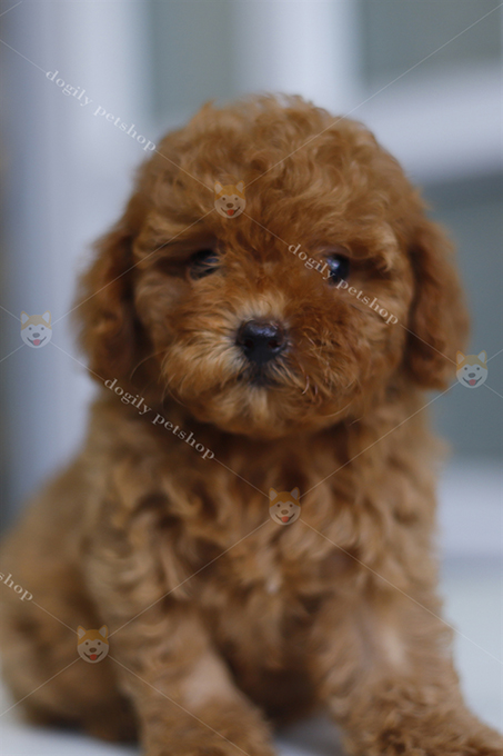 Chó Poodle nâu đỏ 2 tháng
