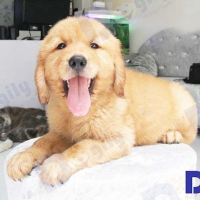Chó Golden Retriever 2 tháng tuổi