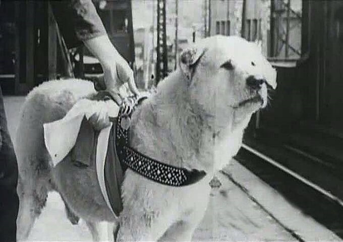 Hình ảnh chú chó Hachiko với đôi mắt buồn bã, ngóng chờ chủ nhân quay về trong vô vọng đã làm lay động hàng triệu trái tim