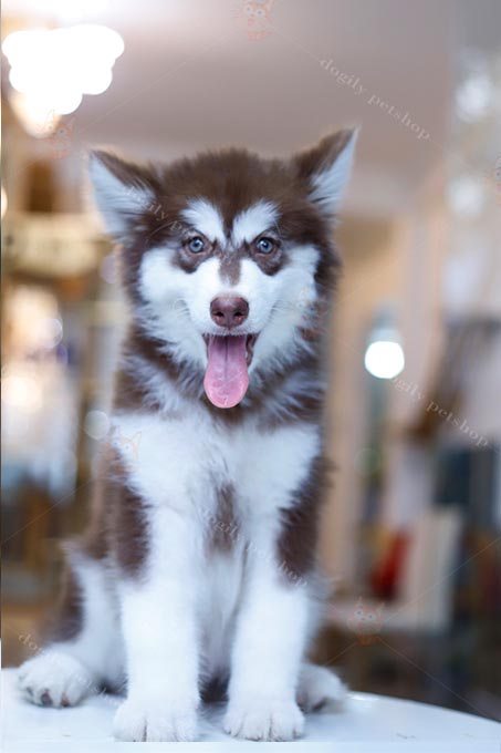 Chó Alaska màu nâu đỏ thuần chủng bán tại Dogily Petshop