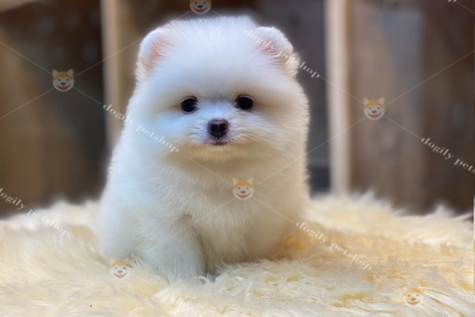 Chó Phốc sóc màu trắng 2 tháng tuổi