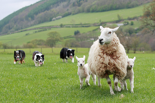 Hình ảnh chó Collie biên giới chăn cừu trên đồng cỏ tuyệt đẹp nước Anh