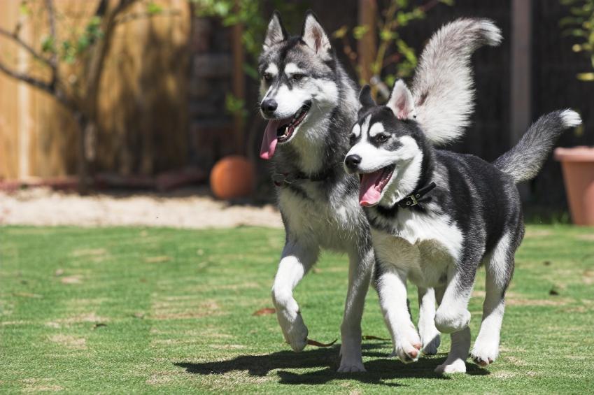 Hình ảnh cặp đôi Husky hoạt bát, đáng yêu trên sân