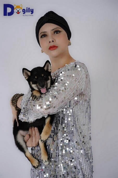 Chó Shiba Inu rất được giới nghệ sĩ và doanh nhân tại Việt Nam ưa chuộng