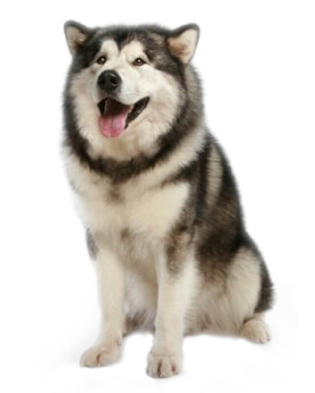 Một chú chó alaska thuần chủng theo tiêu chuẩn của FCI