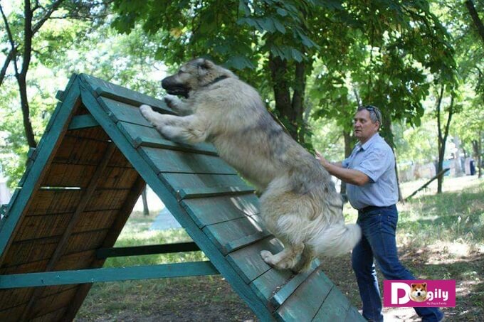 Chó Caucassian là loài chó to lớn nhât trên hành tinh hiện nay