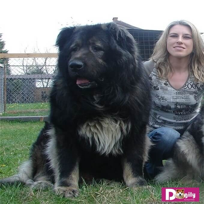 Chó Caucasian là loài chó duy nhất có thể chiến đấu sòng phẳng với chó Sói