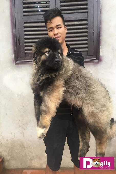 Chú chó Caucasian cái được Dogily Kennel nhập khẩu về Việt Nam tháng 03.2018