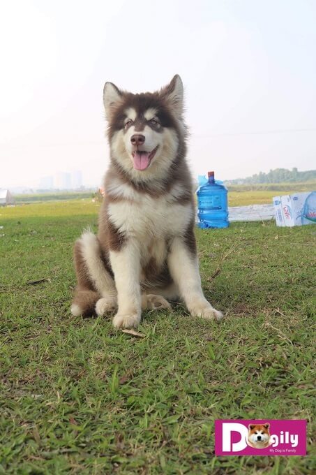 Hình ảnh chú chó Alaks giant của Dogily Petshop. Mặc dù mới gần 3 tháng tuổi mà đã có vóc dáng rất vạm vỡ, to lớn.