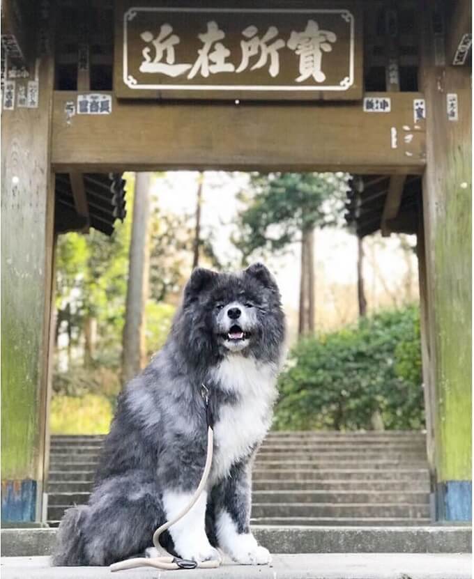 Chú chó Akita lông xù màu vện Nanami cực kỳ nổi tiếng tại quê hương Nhật Bản