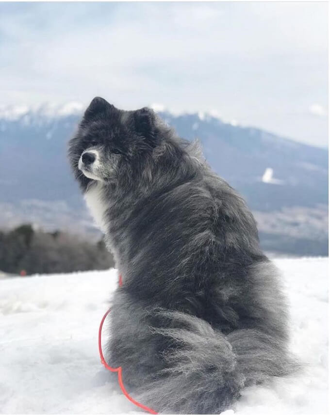 Chú chó akita lông xù Nanami màu vện bạc cực hiếm nổi bật trên nền tuyết trắng