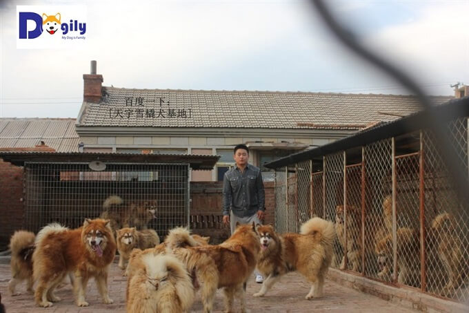 Hình ảnh một trại nuôi chó Alaska kiểu công nghiệp tại Trung Quốc. Nhiểu thương lái Việt Nam vì lợi nhuận nhập khẩu hàng trăm chó Alaska mẹ và con về Việt Nam để tiêu thụ ra thị trường.