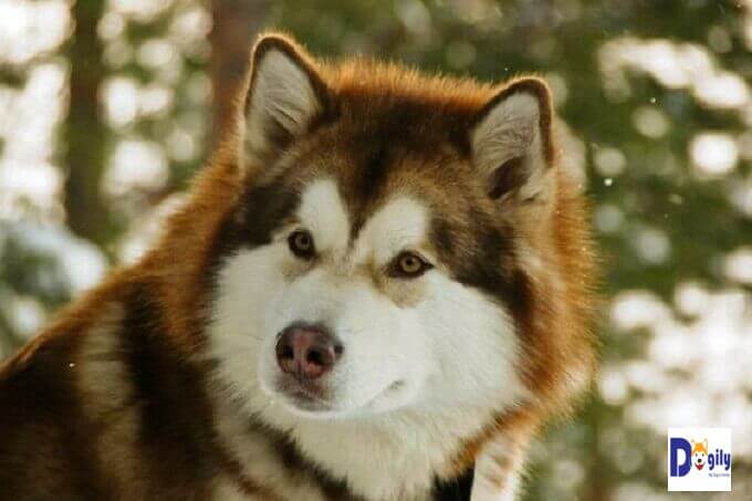 Bạn có thể phân biệt chó Alaska thuần chủng qua đánh giá bên ngoài