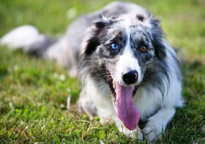 Chó collie: Hãy xem hình ảnh của chú chó collie tình cảm và thân thiện này. Đôi mắt đen huyền của họ luôn sáng lên với sự trung thành và tình yêu vô tận chịu đựng trong trái tim. Họ là những người bạn đồng hành lý tưởng của chúng ta!