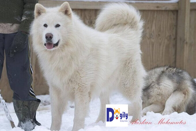 Chó Alaska trắng tuyết - tổng hợp hình ảnh, đặc điểm, giá bán, nơi mua