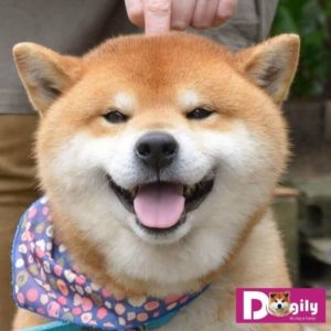 Chó shiba đang cười rất tươi nha.