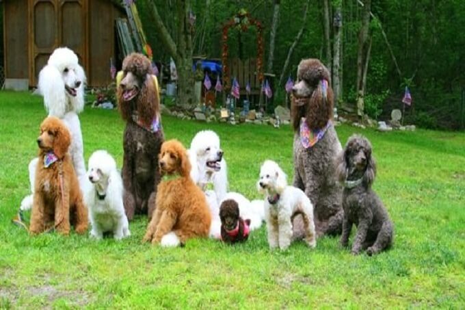 Hình ảnh minh họa kích thước các loại chó poodle