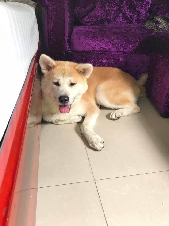Bán chó akita bố mẹ nhập Nhật Bản tháng 8.2018 Dogily Petshop 2