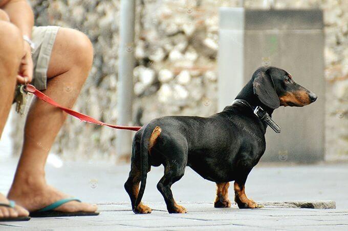 Một chú chó Dachshund màu đen vàng (chocolate Tan) lông ngắn mượt cực hiếm và có giá rất cao.