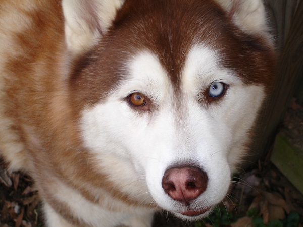 Một chú chó Husky màu nâu đỏ có mắt hai màu cực đẹp