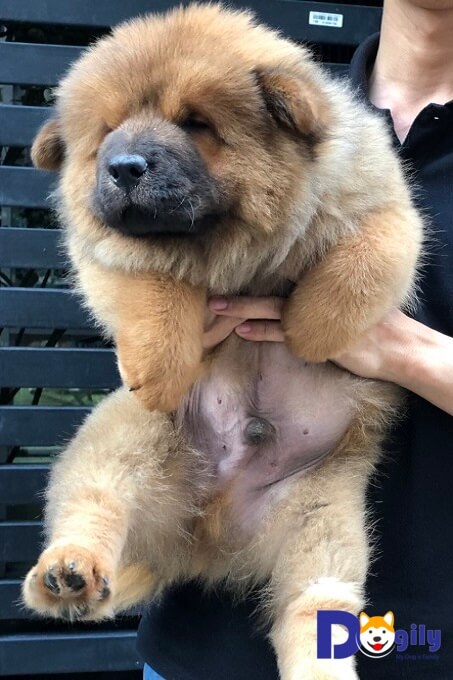 Chó Chow chow có giá tương đối cao so với mặt bằng chung các giống chó cảnh khác. Ảnh: một bé cún 2 tháng tuổi tại Dogily Petshop 171 Quang Trung, Gò Vấp, Tp Hcm