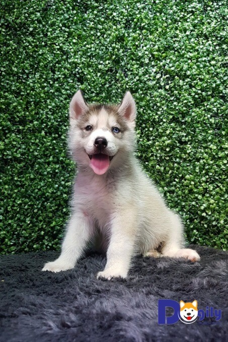 Chú chó Husky con hai màu mắt tuyệt đẹp được bán tại Dogily Petshop.