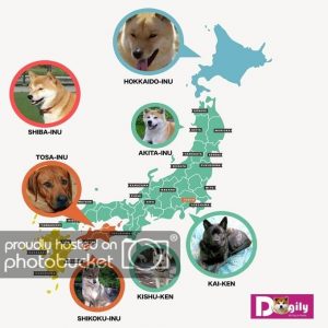 Bản đồ nguồn gốc các giống chó Nhật Bản - Dogily Petshop