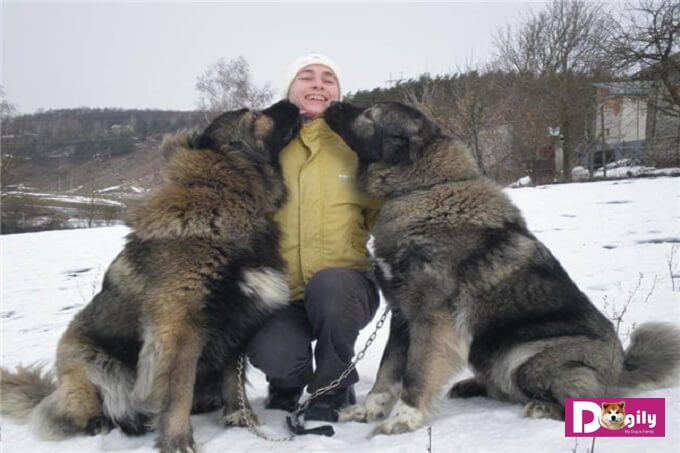 Hình ảnh chó chăn cừu Kavkaz (chó Caucasian) khổng lồ