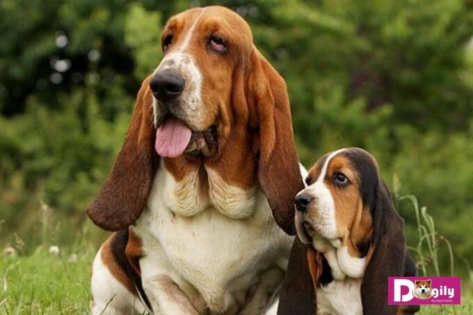 Bạn có thể đặt mua chó Basset hound online hoặc tại hệ thống Dogily Petshop tại hà nội và tphcm