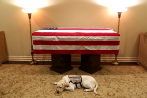 Chú chó Labrador tên Sully luôn túc trực bên thi hài cố Tổng thống Bush.